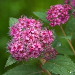 Pink flowers on Double Play Artisan Spirea