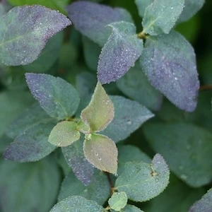 Blue green foliage on Double Play Blue Kazoo Spirea