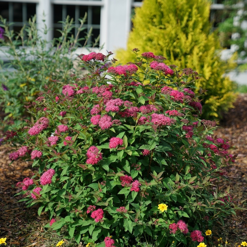 Double Play Doozie spirea used in a foundation planting