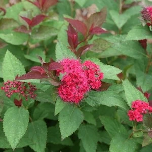 Purple red flowers on Double Play Doozie Spirea