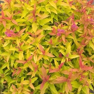 Double Play Gold Spirea pink flowers and golden foliage
