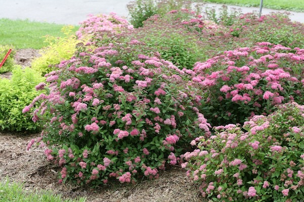 Double Play Pink spirea flowering in the landscape