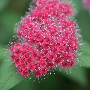 Red pink flowers on Double Play Red Spirea