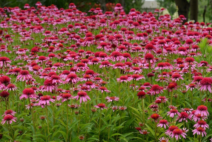 Double Scoop Bubble Gum Coneflowers flowering in a mass planting