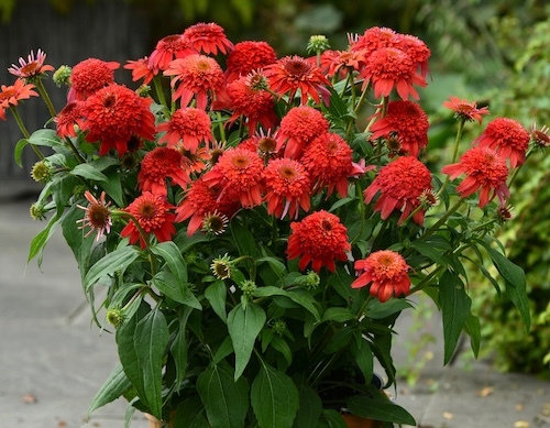 Double Scoop Mandarin Coneflower growing in a nursery pot