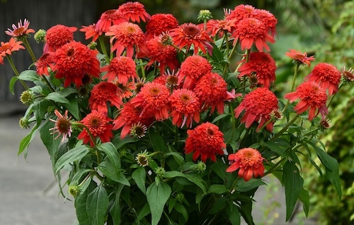 Double Scoop Mandarin Coneflower flowering in a pot