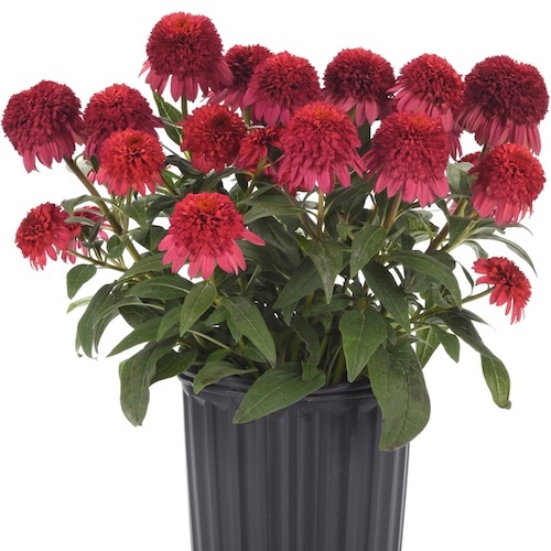 Double Scoop Raspberry Coneflower growing in a nursery pot