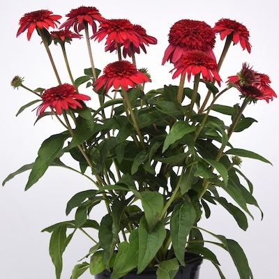 Double Scoop Strawberry Deluxe Coneflower growing in a nursery pot