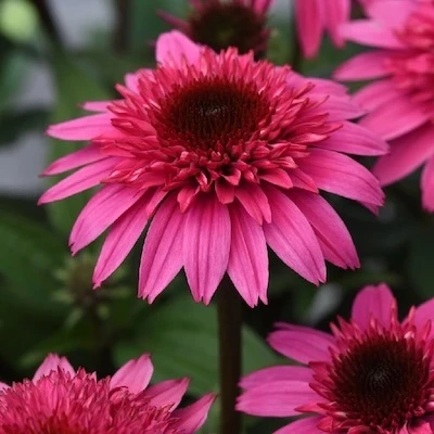 Double Scoop Watermelon Deluxe Coneflower hot pink double flower