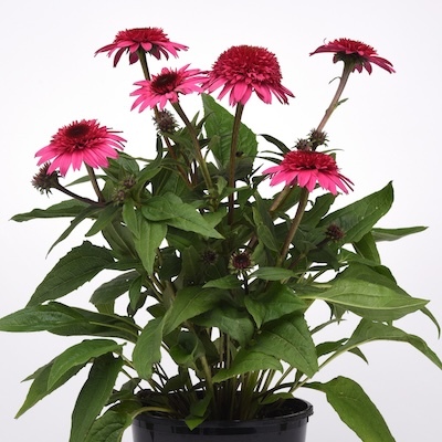 Double Scoop Watermelon Deluxe Coneflower nursery plants