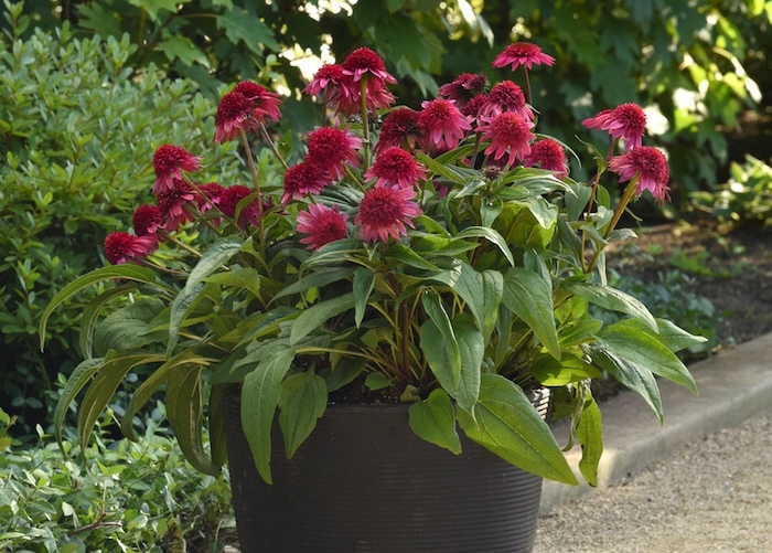 Double Scoop Watermelon Deluxe Coneflower growing in a modern black container
