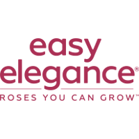 Easy Elegance Roses