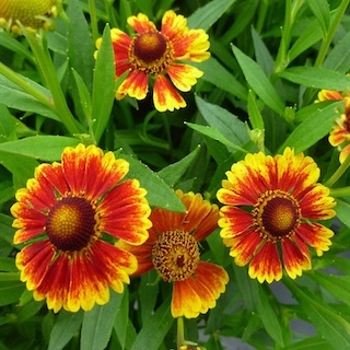 Embers_Sneeze_Weed_flowering