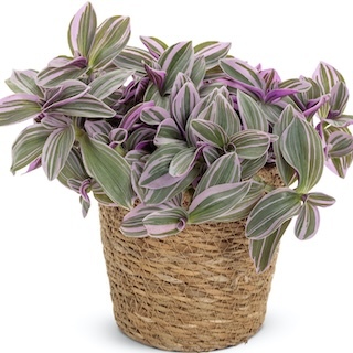 Tradescantia Care