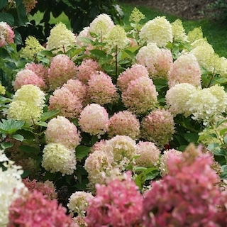 Fire Light Tidbit hydrangea shrub flowering in the garden