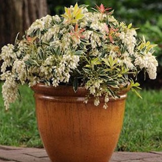 Fire N Ice pieris in a pot