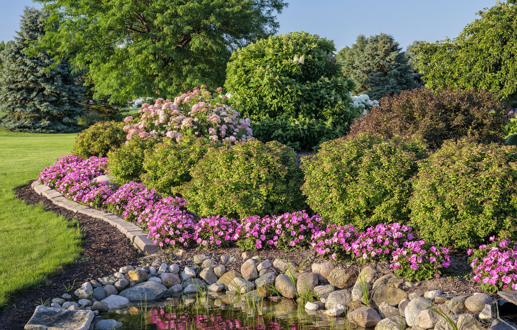 A group of Double Play Gold spirea plants in a garden center display