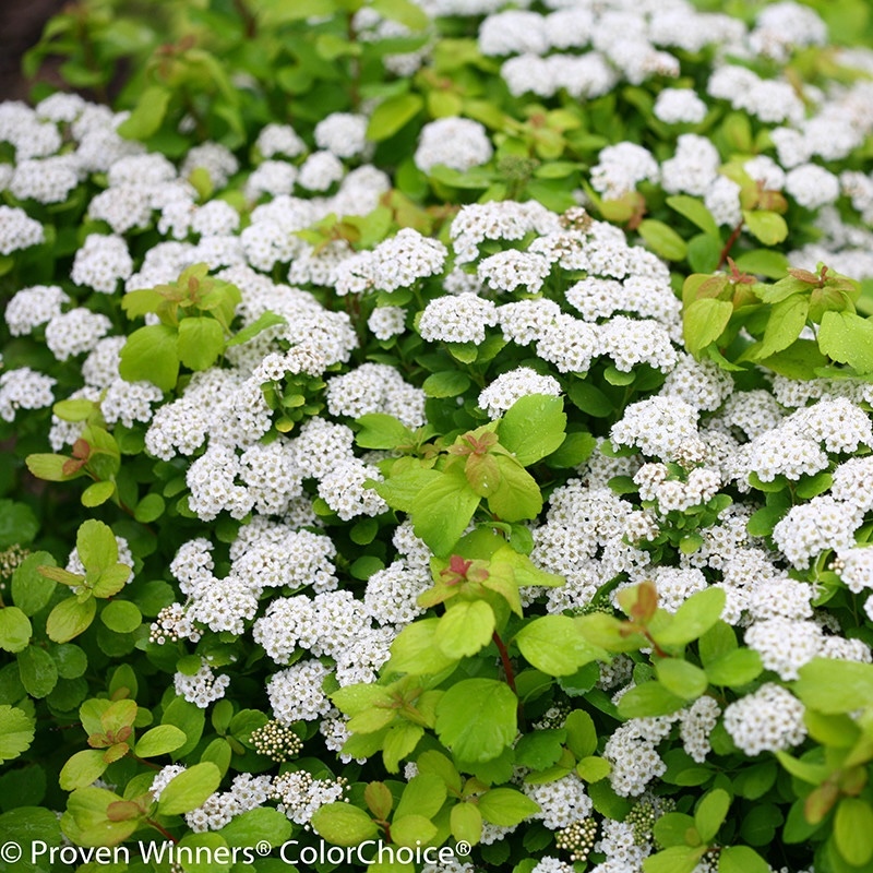 Glow Girl spirea shrub covered in blooms