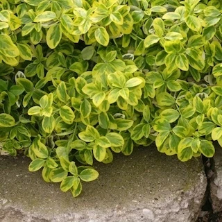 Euonymus Care