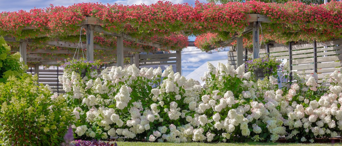 Quick Fire Fab hydrangeas flowering beneath a trellis planted with supertunias