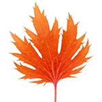 Amber leaf