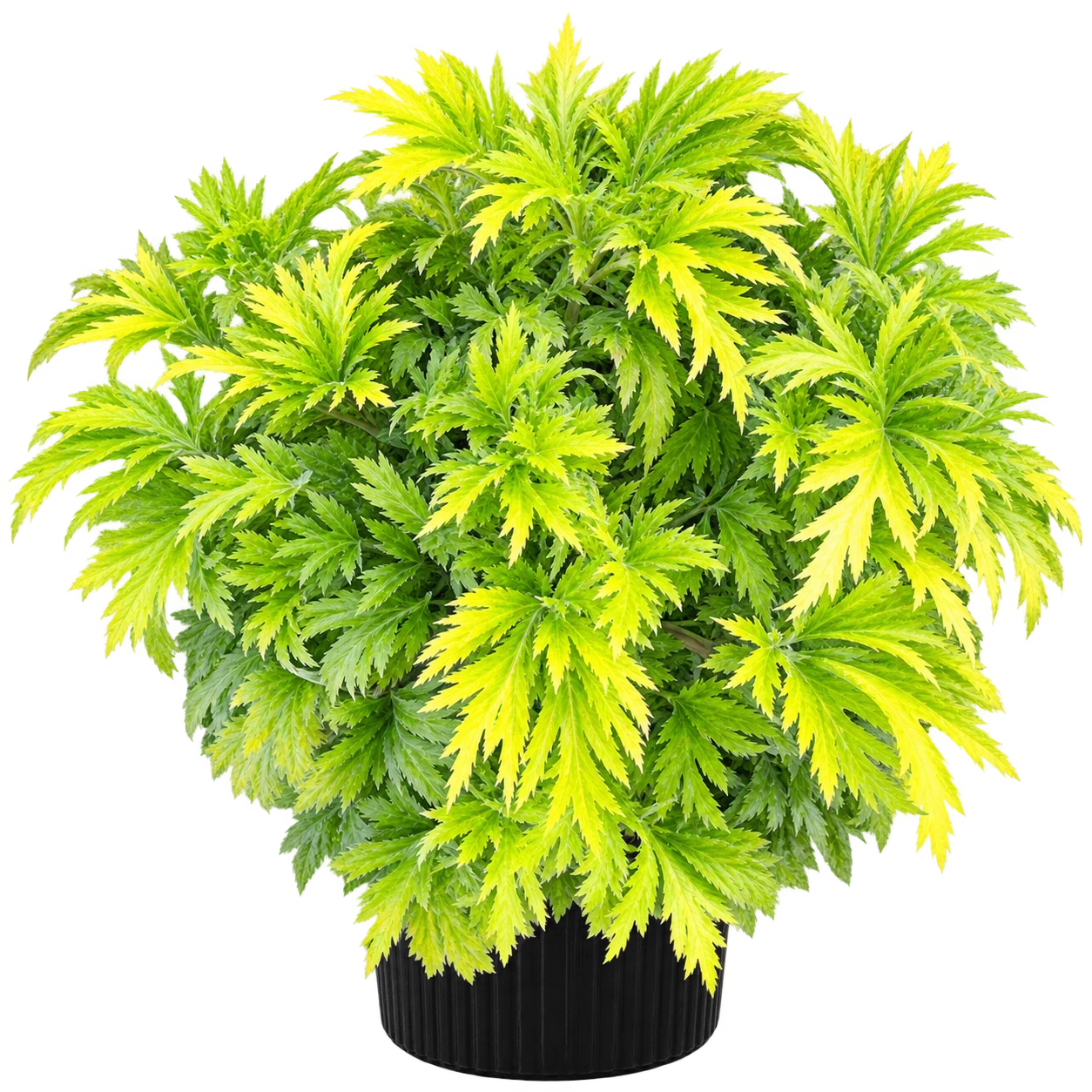 Heliodor plant photo