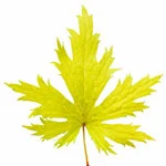 Heliodor leaf