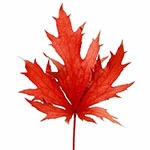 Hematite leaf
