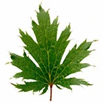 Jadeite leaf