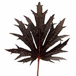 Jet leaf