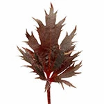 Spinel leaf
