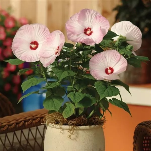 Compact Luna hibiscus plants growing in decorative container