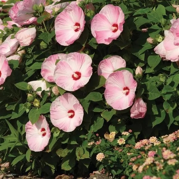 Luna Pink Swirl blooming in the landscape