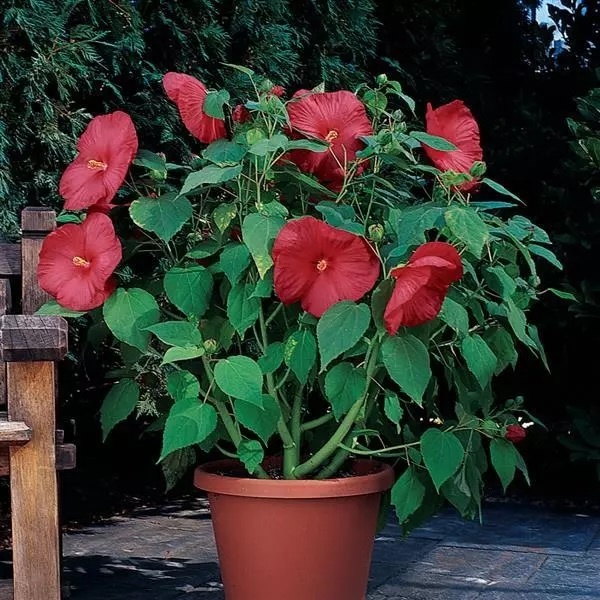 Luna Red hibiscus flowering in a patio container