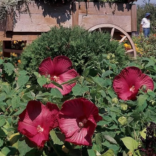 Luna Red hardy hibiscus flowering in a garden