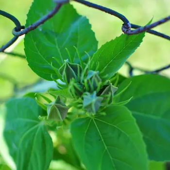 How to Hide a Chain Link Fence