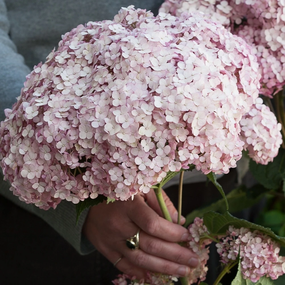 Pruning and maintaining an Incrediball hydrangea