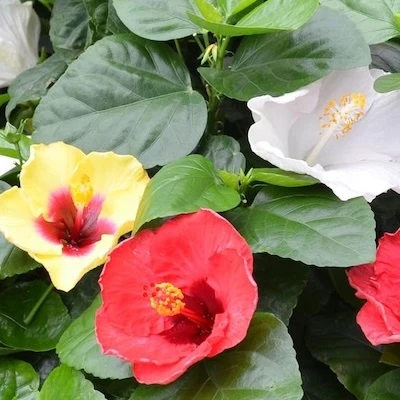 Warm colored flowers on Hollywood Hibiscus Bloom Bash