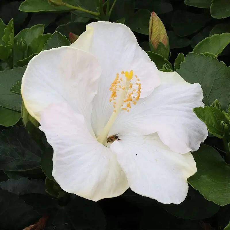 White or multicolored Hollywood Hibiscus tropical hibiscus flower