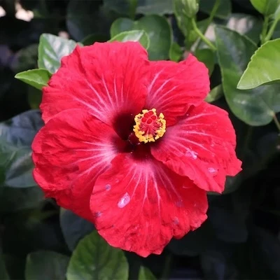Red flower on Hollywood Hibiscus Hot Shot