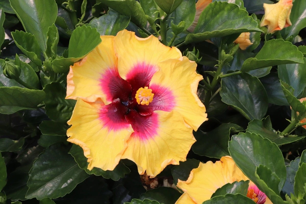 Hollywood Hibiscus Rico Suave tropical hibiscus