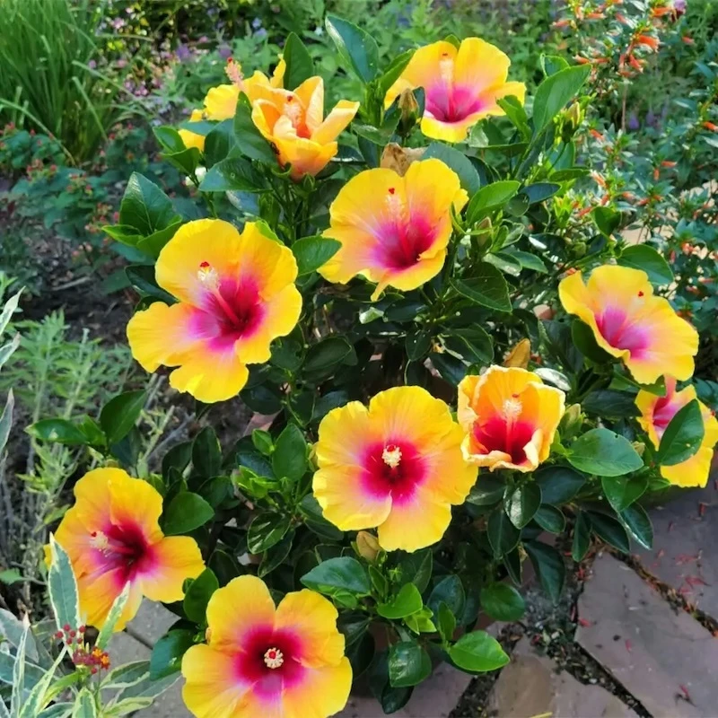 Hollywood Hibiscus Social Butterfly tropical hibiscus in a garden setting