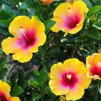 Yellow pink and magenta flower on Hollywood Hibiscus Social Butterfly