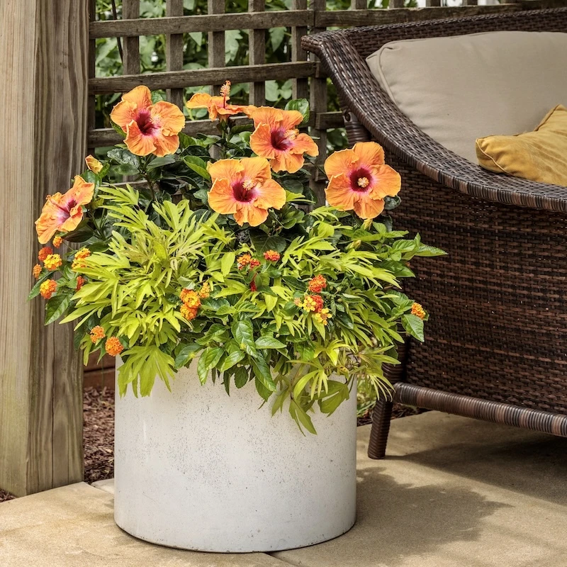 Hollywood Hibiscus Sunset Boulevard tropical hibiscus growing in a patio container