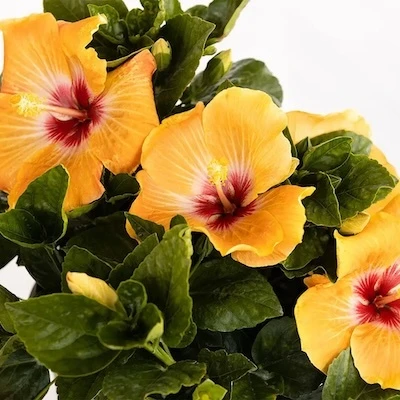 Yellow and orange flower on Hollywood Hibiscus VIP