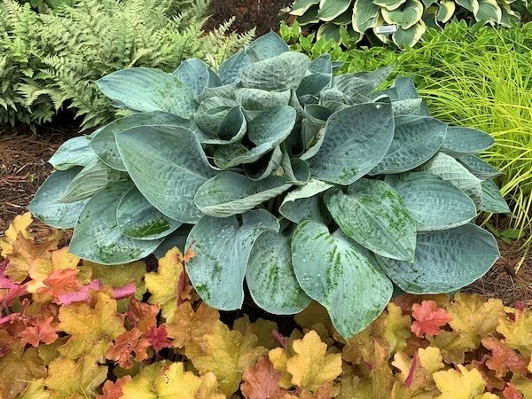 Shadowland Above the Clouds Hosta with coral bells, chartreuse sedge and Japanese painted fern