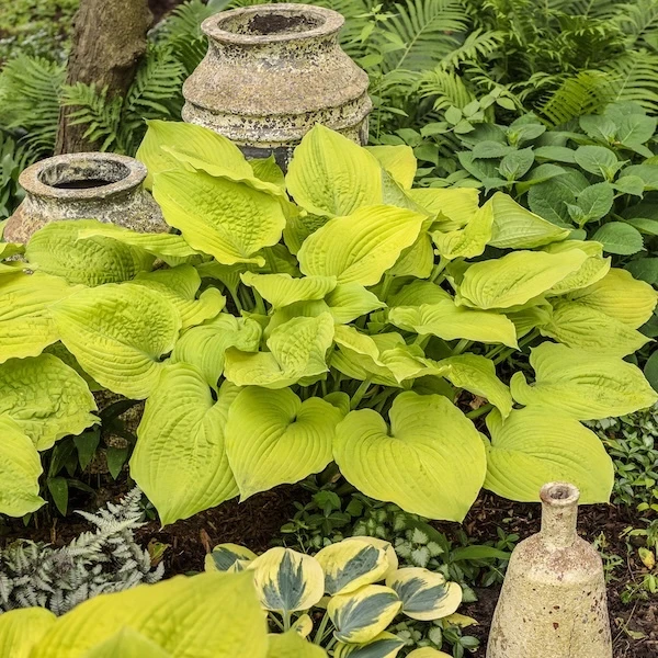 Shadowland Coast to Coast Hosta with other foliage plants
