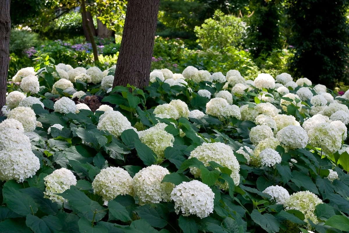 Incrediball hydrangea covered in large white flowers