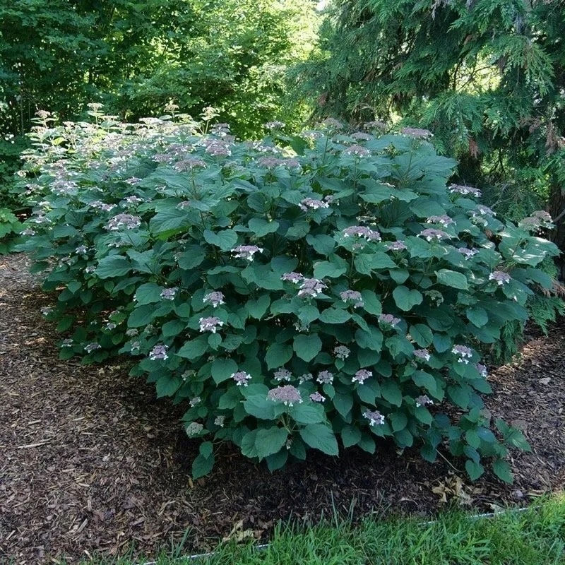 Invincibelle Lace hydrangea growing in a native landscape