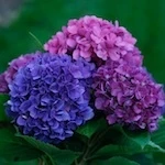 Let's Dance Rave Hydrangea flowers